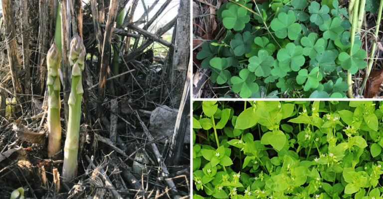 I Foraged 23 Wild Edible Plants for 30 Days — These Ones Taste Like Store-Bought Food