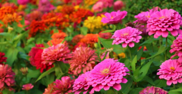 I Forgot to Water These 13 Plants All Summer – They’re Still Blooming