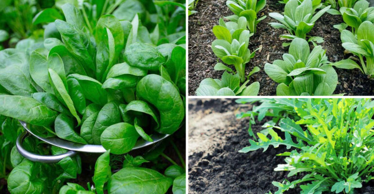 I Grew 17 Quick Harvest Veggies in 45 Days – Here’s What Actually Worked