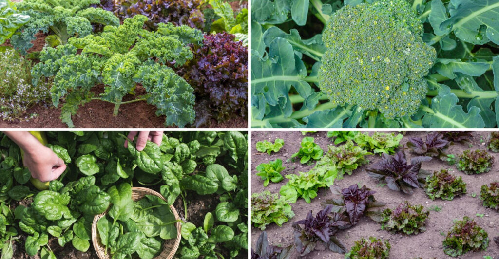 I Grew 19 Vegetables in Shade for 6 Months — The Flavor Difference Was Shocking