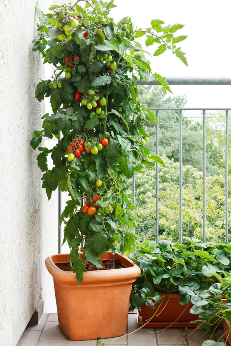 Cherry Tomatoes