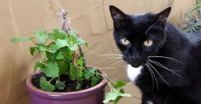 I Grew 23 Herbs in My Tiny Apartment for 6 Months — These Methods Actually Work