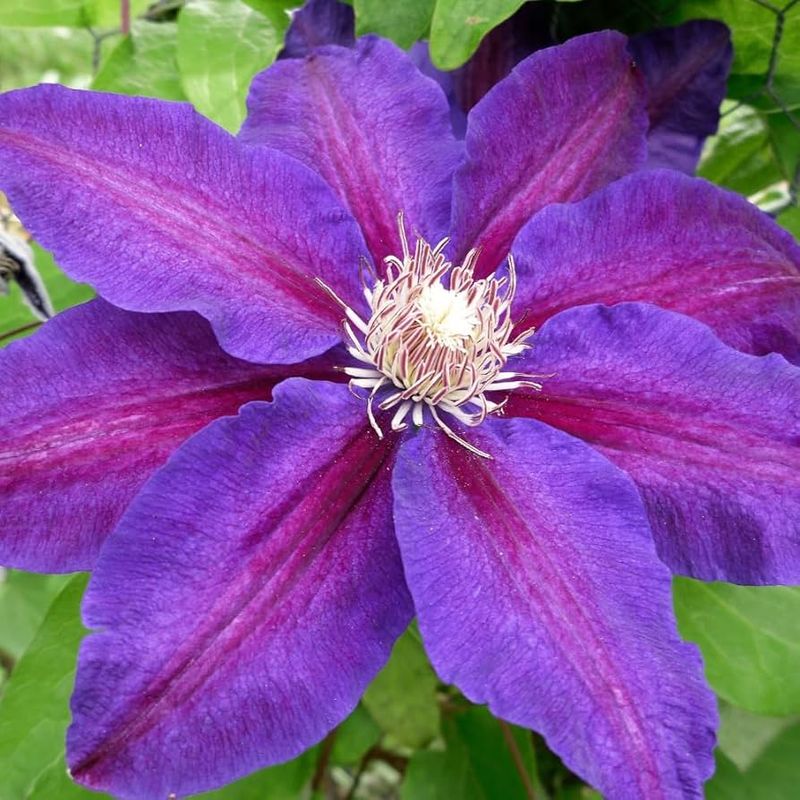 Clematis