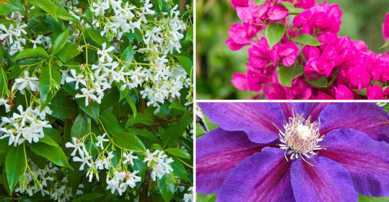 I Grew 27 Climbing Plants on My Balcony – These 19 Created Magic