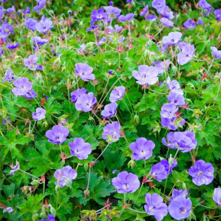I Planted 13 Hardy Geraniums Last Summer — These Are the Real Winners ...