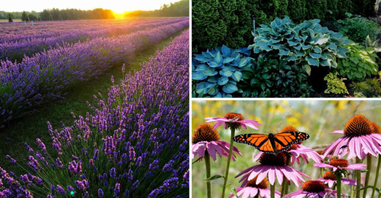 I Planted 15 Perennials Once — Now My Yard Is Full of Free Plants