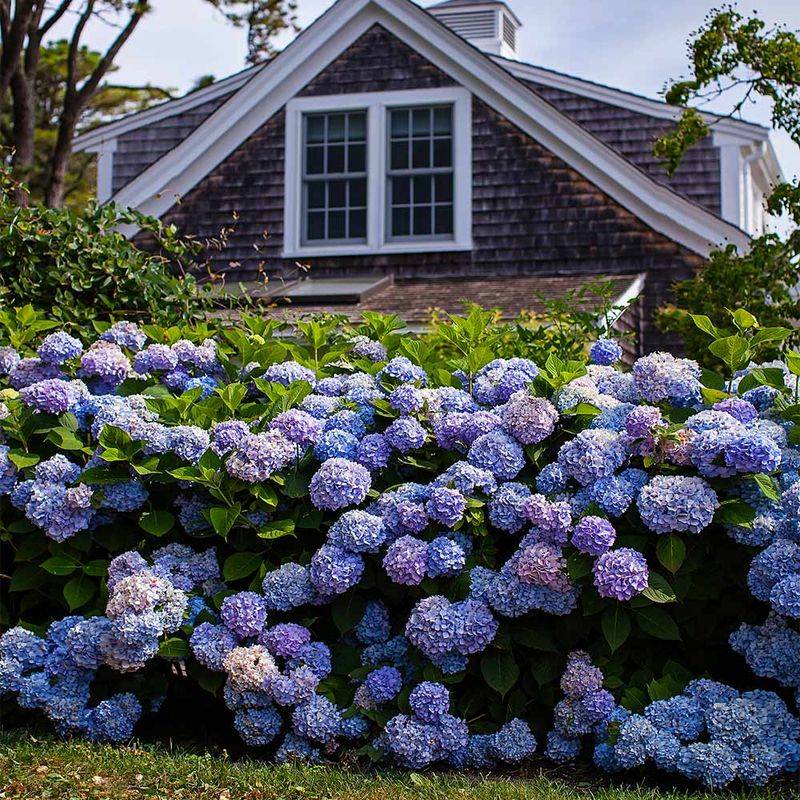 Hydrangea 'Endless Summer'