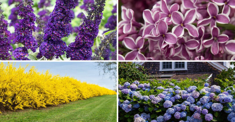 I Planted 19 Flowering Shrubs Last Spring — My Neighbors Still Ask for My Secret