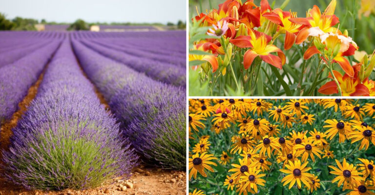 I Planted 19 No-Maintenance Perennials Last Spring — My Garden Bloomed for 4 Months Straight