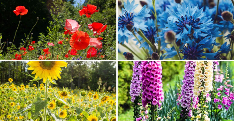 I Planted 19 Wildflower Varieties Last Spring — My Garden Became the Neighborhood’s Hidden Gem