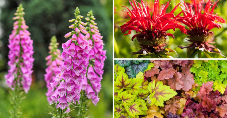 I Planted 23 Deer-Resistant Plants — My Garden Transformed Overnight