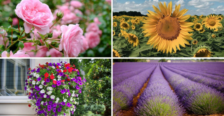 I Planted 23 Different Flowers Last Spring — These 11 Never Stopped Blooming