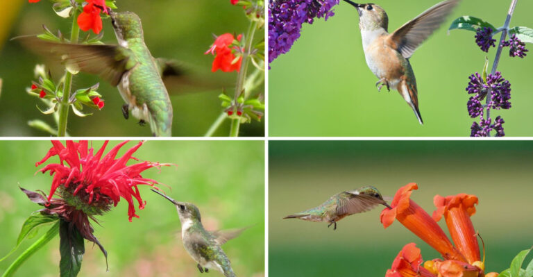 I Planted 24 Hummingbird Flowers for 6 Months – My Garden Became a Wildlife Sanctuary