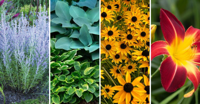 I Planted 26 Clay Soil Plants — These 17 Became Garden Superstars