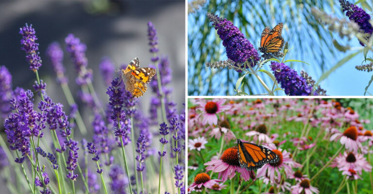 I Planted These 18 Flowers — Now My Garden Is Full of Butterflies