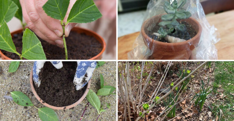 I Propagated 23 Hydrangeas in My Backyard – Here’s What Actually Works