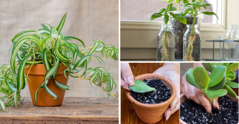 I Propagated 23 Plants in 30 Days – These Were the Easiest Winners
