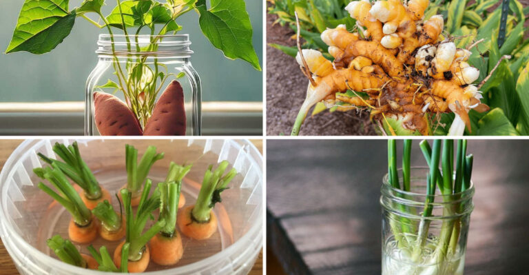 I Regrew 21 Vegetables from Kitchen Scraps for 6 Months — These 16 Actually Thrived