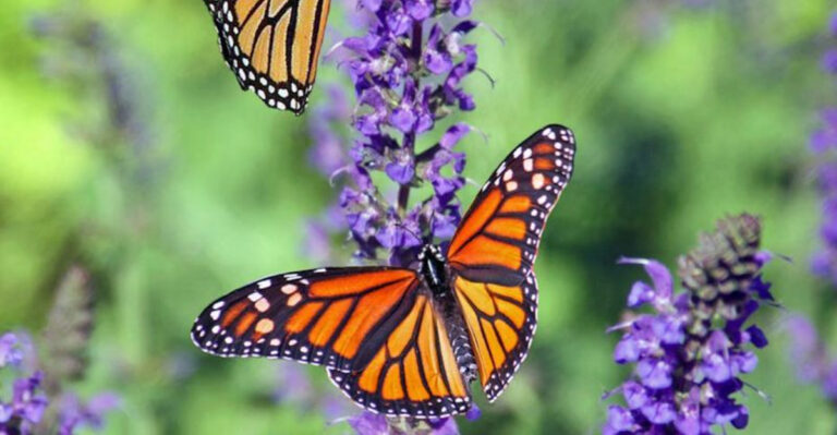I Replaced 7 Pest Magnets With These 17 Butterfly Plants – My Garden Transformed