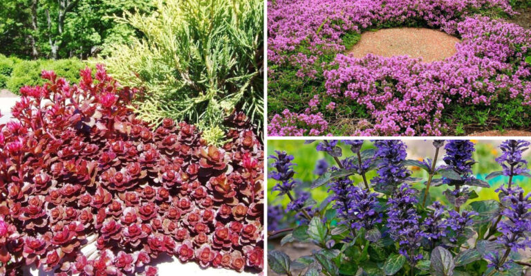 I Replaced My Grass With These 15 Ground Covers – My Neighbors Are Jealous