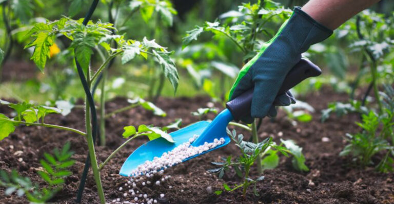 I Tested 16 Vegetable Fertilizers So You Don’t Have To — Here Are Winners