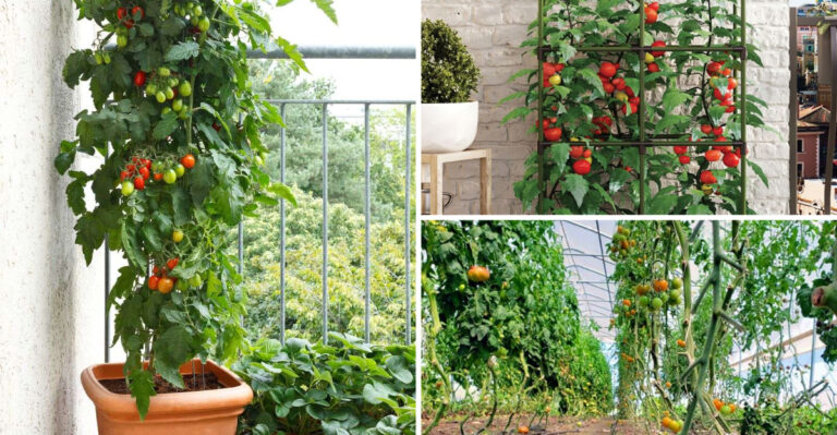 I Tested 17 Tomato Spacing Methods for 3 Seasons – These Distances Won