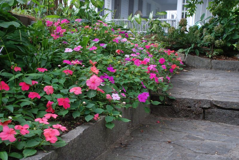 Impatiens
