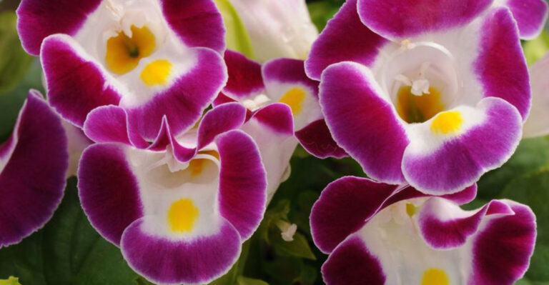 I Tested 20 Annual Shade Plants So You Don’t Have To