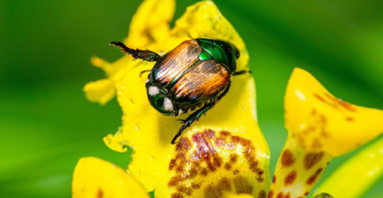 I Tested 23 Japanese Beetle Controls So You Don’t Have To – Here Are The Winners