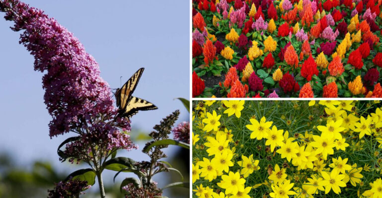 I Tested 31 Flowers in 100°F Heat — Only These Survivors Made the Cut