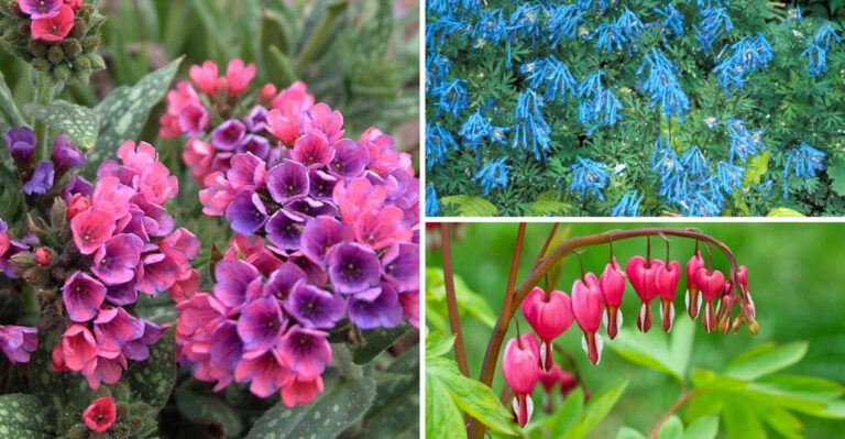 I Tested 31 Shade Perennials for 3 Years: These Winners Never Stop