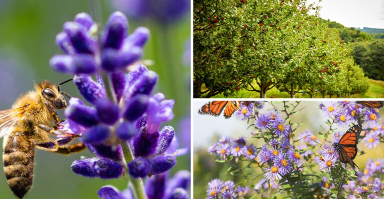 I Transformed My Garden for Pollinators in 30 Days — These 19 Changes Brought Swarms