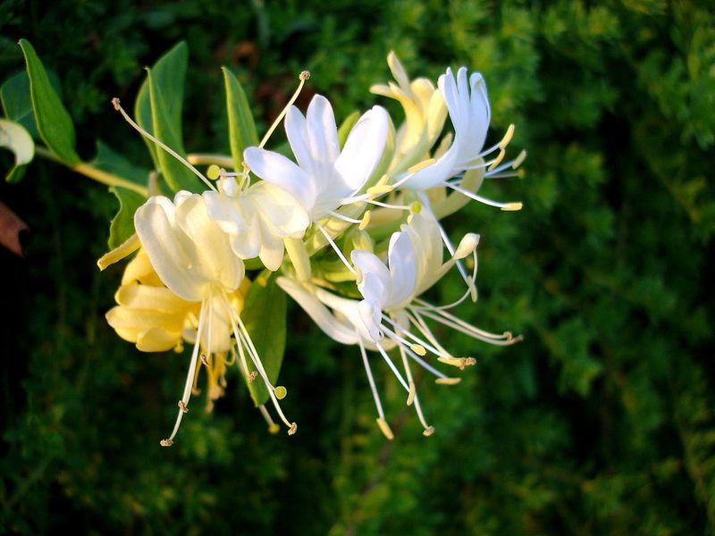Honeysuckle