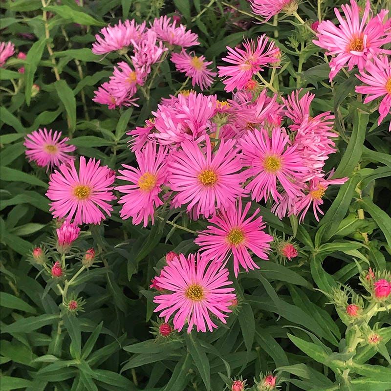 Pink Aster
