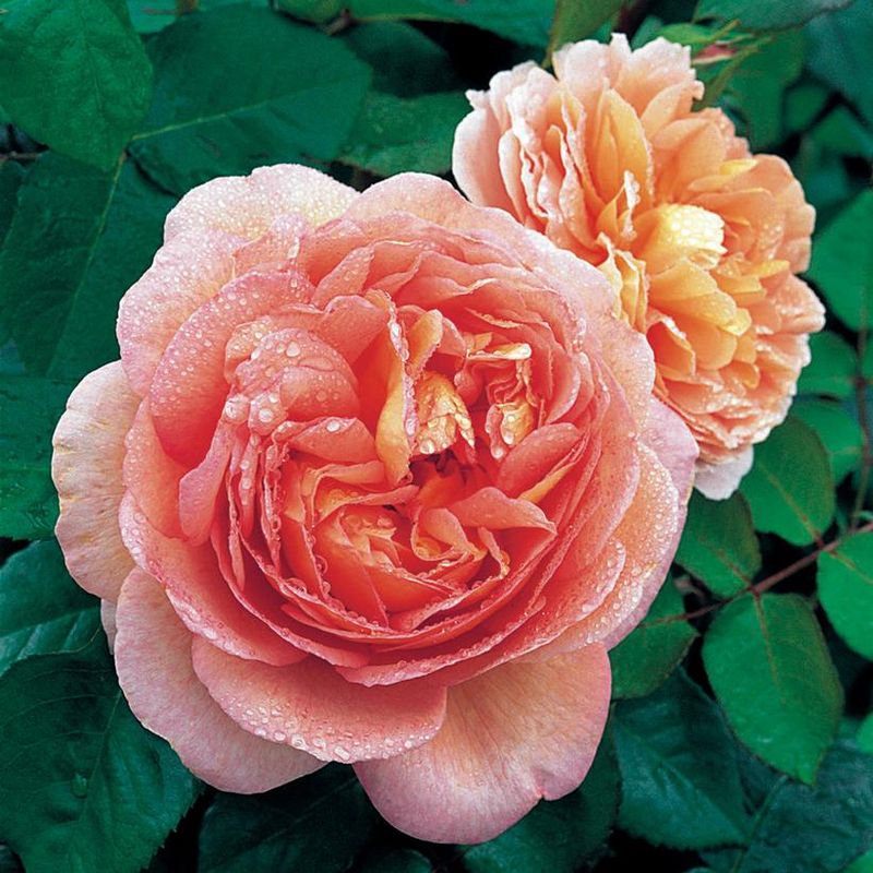 Abraham Darby