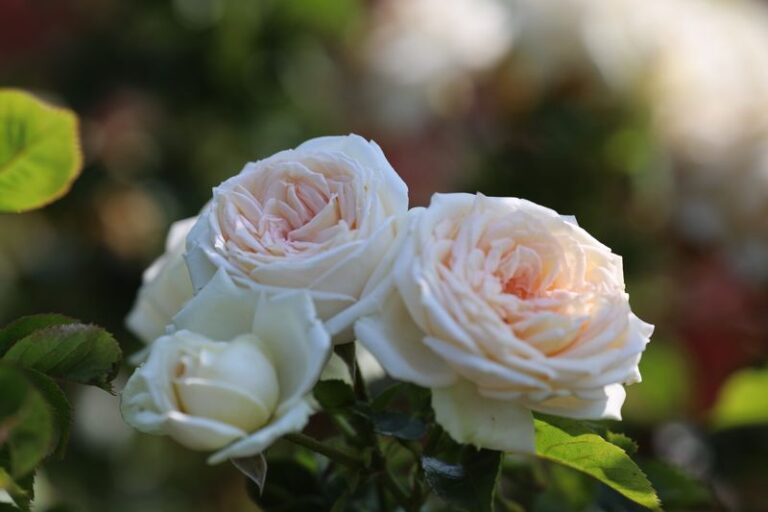 If You’re A Rose Enthusiast, Here Are 22 Must-Have Varieties To Add To ...