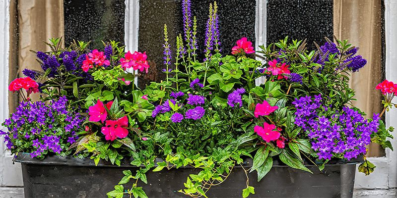 Choosing Incompatible Plants