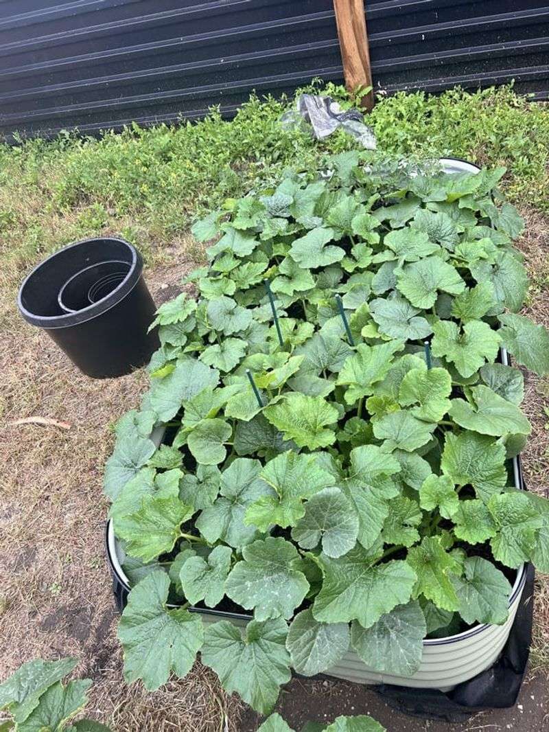 Planting Melons Too Close Together