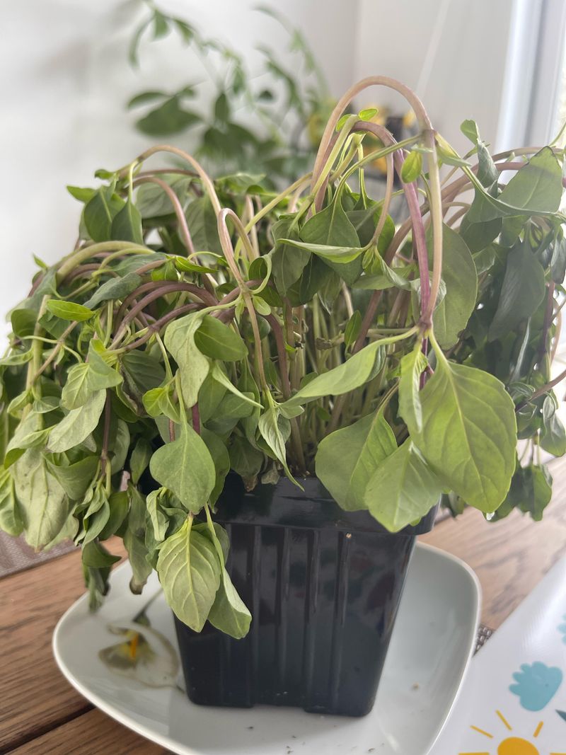 Inconsistent Watering