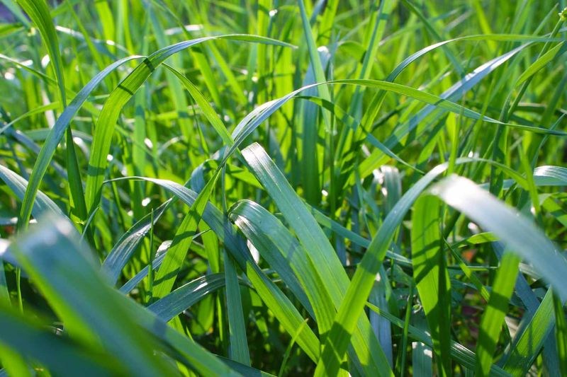 Choosing Fast-Growing Grass Types