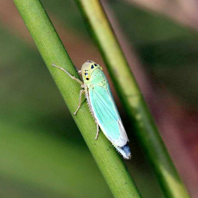 Insect Management Is Critical Prevention