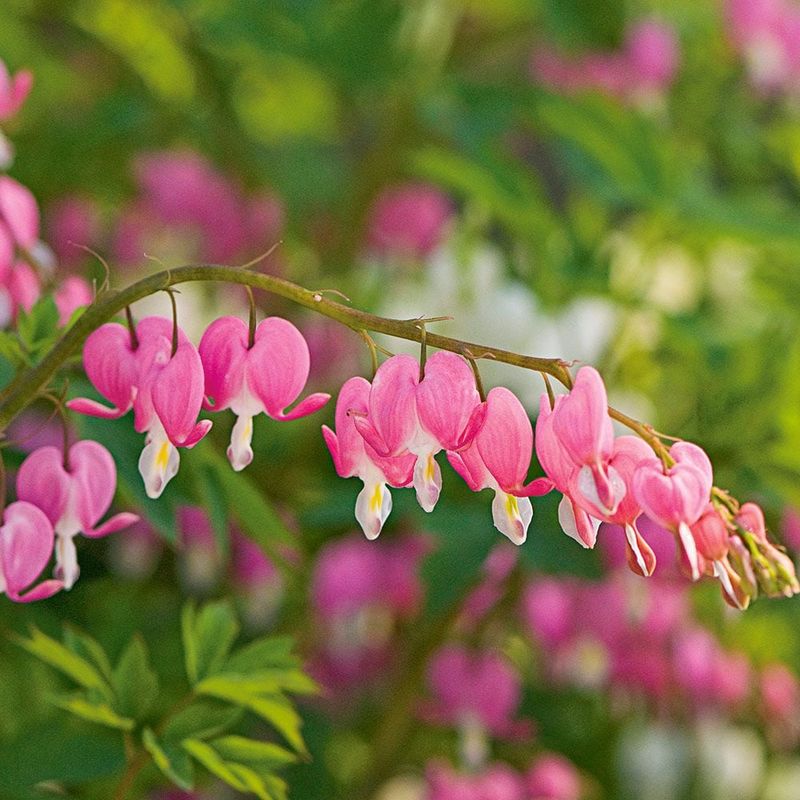 Bleeding Heart