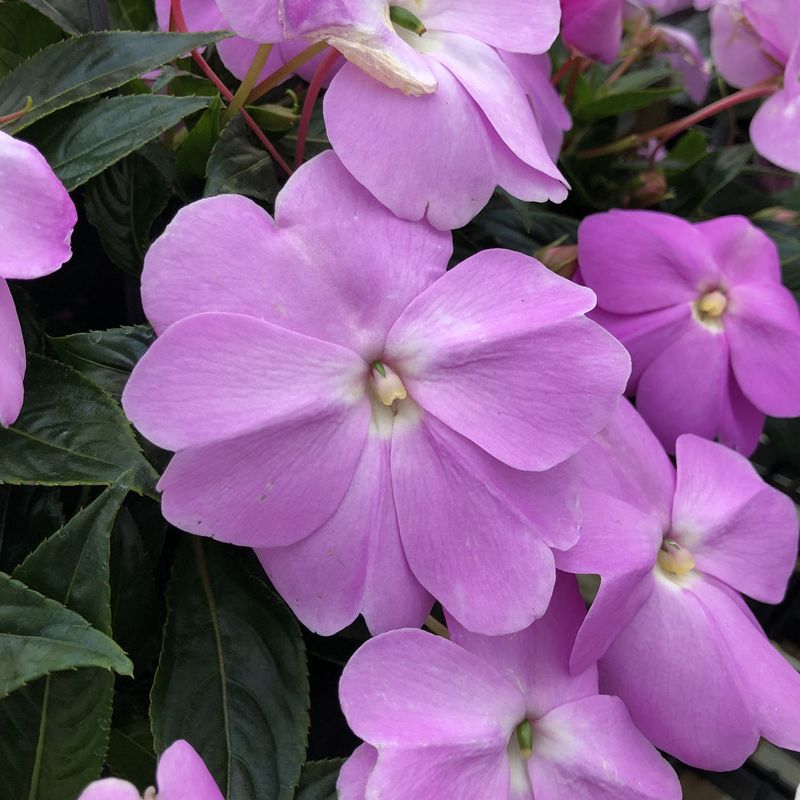 Impatiens 'Divine Lavender'