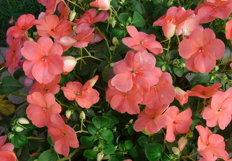 Impatiens 'Accent Premium Salmon'