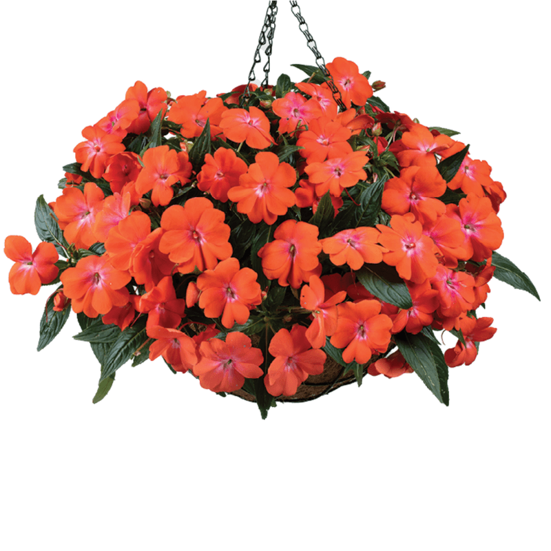 Impatiens 'Harmony Colorfall Orange'