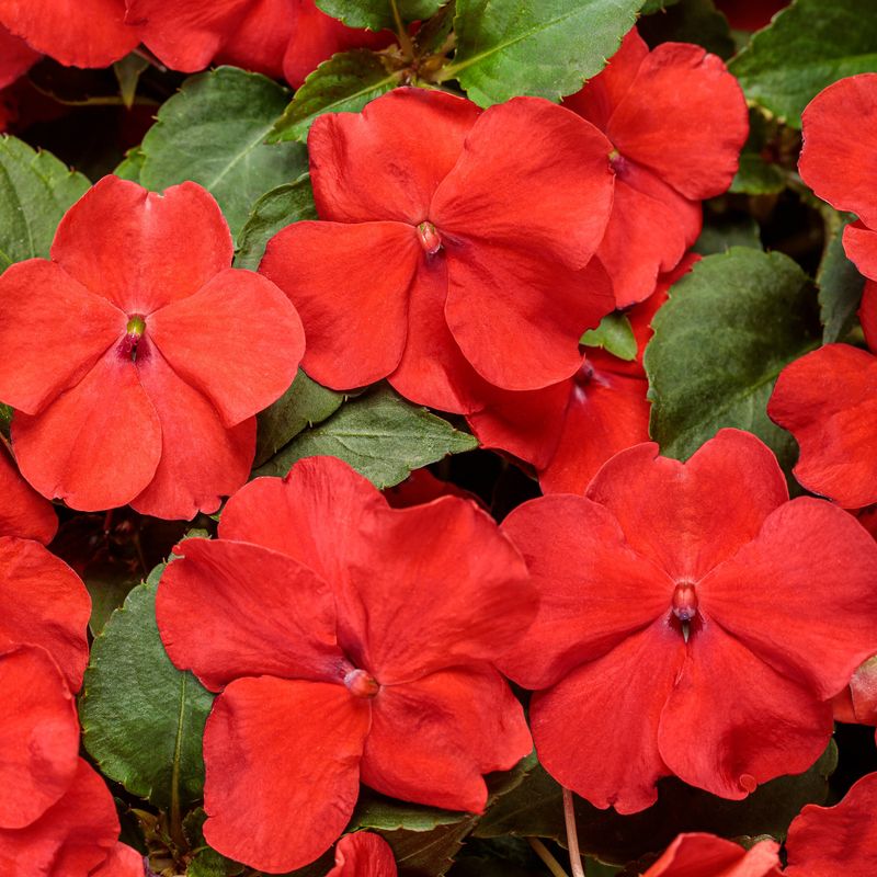 Impatiens 'Super Elfin XP Red'