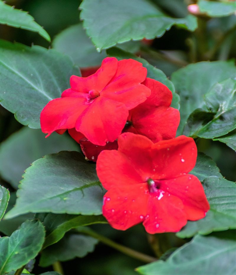 Impatiens 'Xtreme Scarlet'