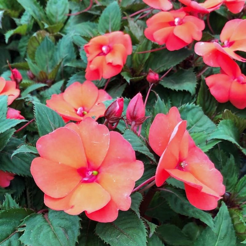 Impatiens 'Fanfare Coral'