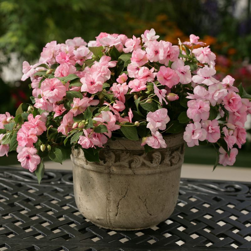 Impatiens 'Athena Pink Improved'