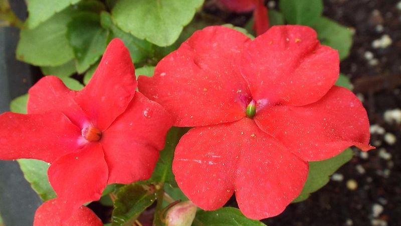 Impatiens 'Tempo Red'